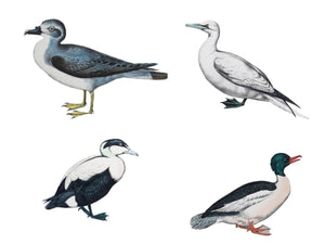 Duck Identification: A Quirky and Fascinating Field of Study