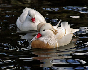 Mastering Duck Identification: A Journey into Nature's Kaleidoscope