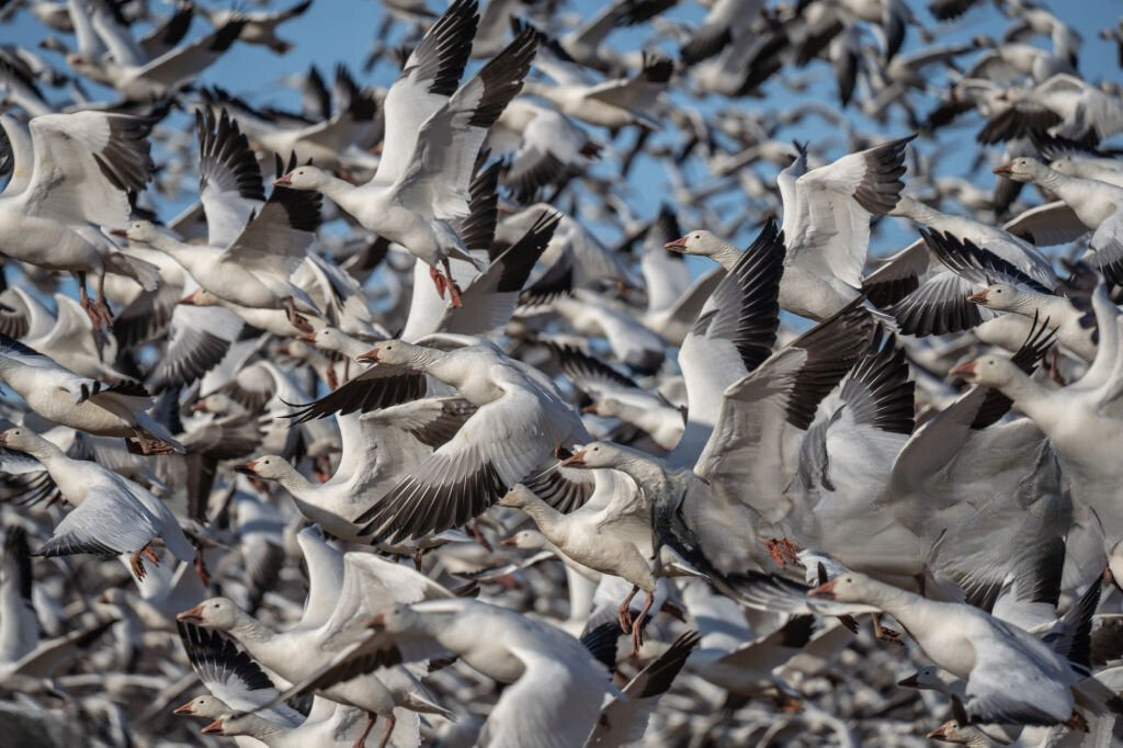From Arctic Nesting to Southern Sojourns: Snow Geese's Annual Odyssey