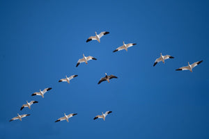 The Science of Snow Geese Migration: Nature's Navigational Marvel