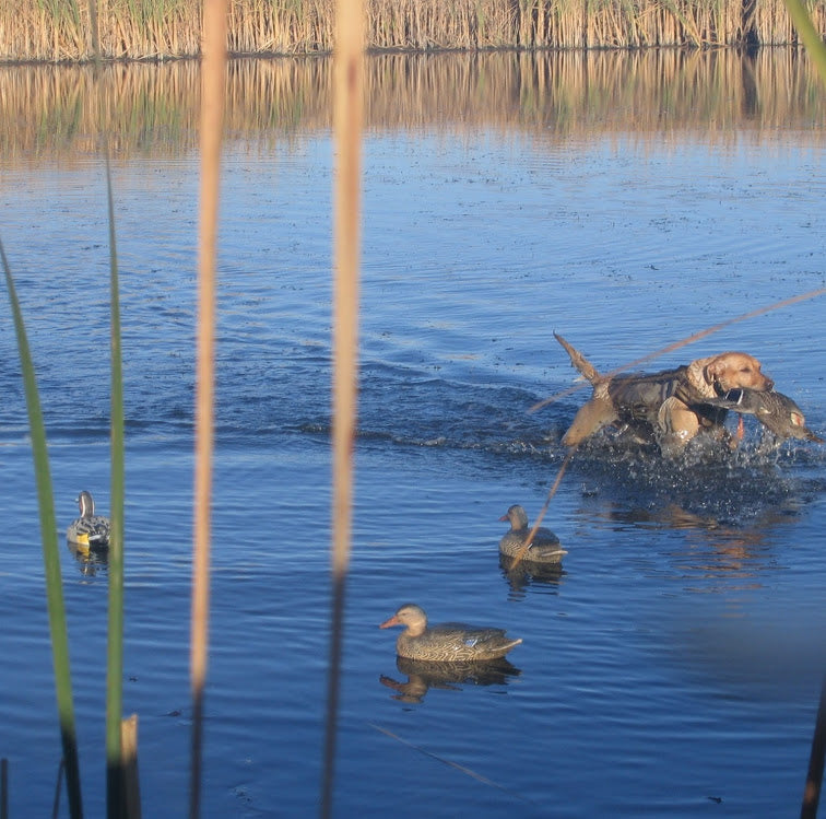 4 Advanced Pro Tips for Creating an Effective Decoy Spread