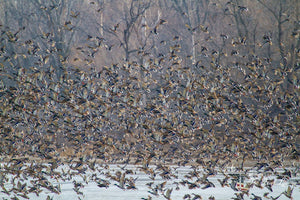 3 Things to Do in the Off Season to Improve Your Duck Hunting