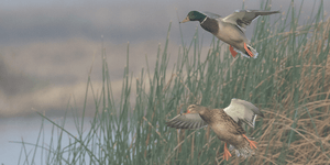 Tips for Duck Hunting in The Rain